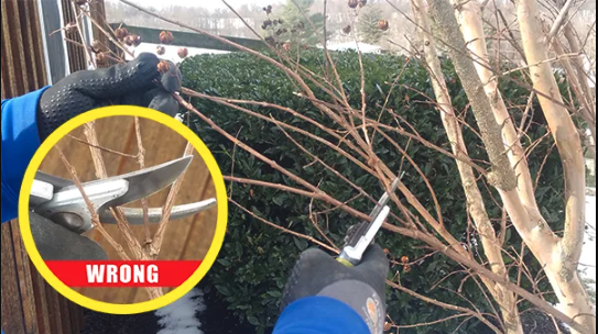 Landscape Pruning